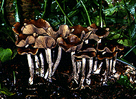 Psilcoybe cyanescens23.gif